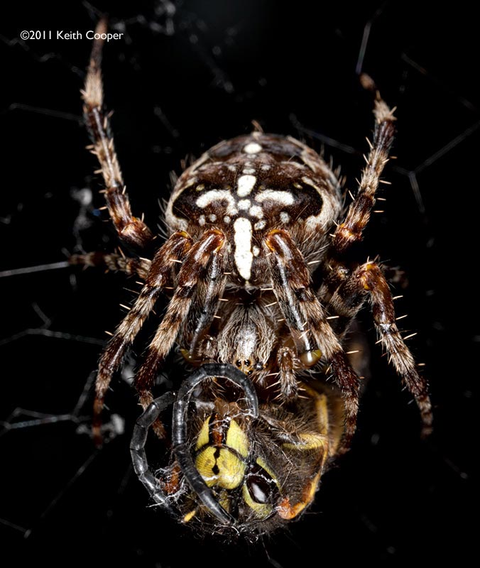 Garden spider and wasp